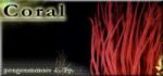coral_kicsi